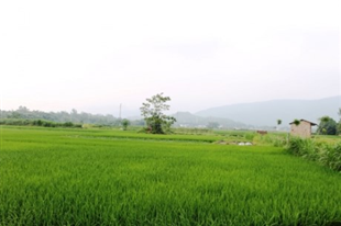 Chuyện hũ vàng dưới mỗi gốc cây và 'công tử Bạc Liêu' đất Vĩnh Phúc