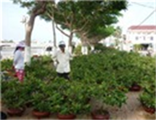 Thâm nhập Chợ hoa Xuân sớm nhất ĐBSCL