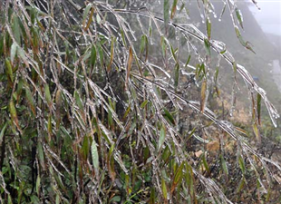 Băng giá kỳ ảo trên đỉnh đèo Hoàng Liên